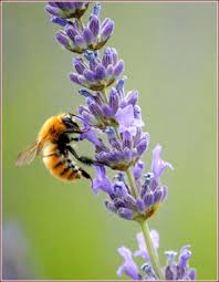 'Ape europea (Apis mellifera Linnaeus, 1758) &egrave; la specie del genere Apis pi&ugrave; diffusa nel mondo.

Originaria del vecchio mondo, Europa, Africa e parte dell'Asia, fu introdotta nei continenti americano e australiano. Fu classificata da Linneo nel 1758 con il nome Apis mellifica, nome ancora usato da alcuni autori.