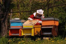 Rovistando con cautela...